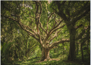 Jillian Reigert My Teacher Tree