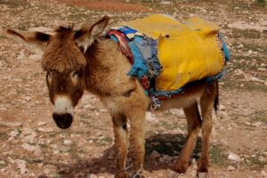 physician burden help seeking